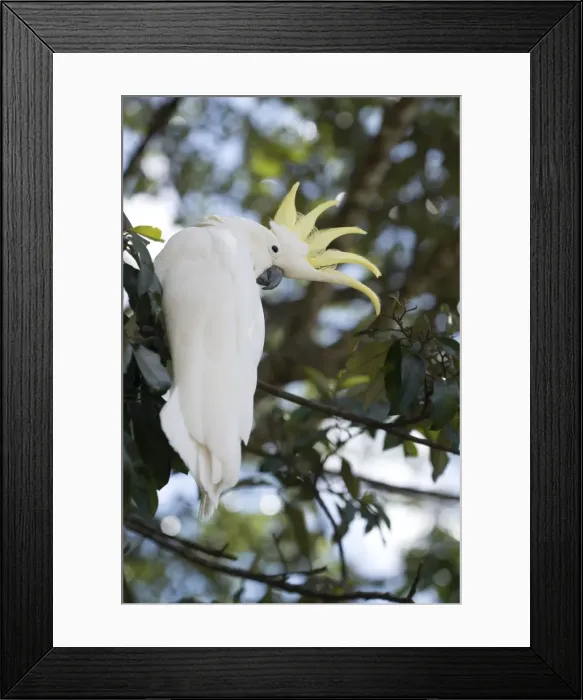Framed Print : Greater sulphur-crested cockatoo (Cacatua galerita), Queensland, Australia, Pacific Framed Print : Greater sulphur-crested cockatoo (Cacatua galerita), Queensland, Australia, Pacific