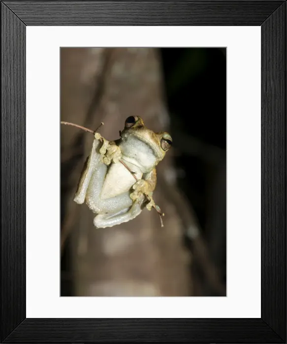 Framed Print : Northern laughing tree frog (Roths tree frog) (Litoria rothii), Wet Tropics rainforest frog. Queensland, Australia, Pacific Framed Print : Northern laughing tree frog (Roths tree frog) (Litoria rothii), Wet Tropics rainforest frog. Queensland, Australia, Pacific