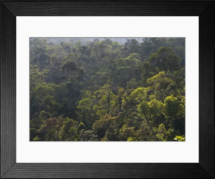 Framed Print : Rainforest in Tully Gorge National Park, part of the Wet Tropics World Heritage Area, UNESCO World Heritage Site, near Ravenshoe, Queensland, Australia, Pacific Framed Print : Rainforest in Tully Gorge National Park, part of the Wet Tropics World Heritage Area, UNESCO World Heritage Site, near Ravenshoe, Queensland, Australia, Pacific