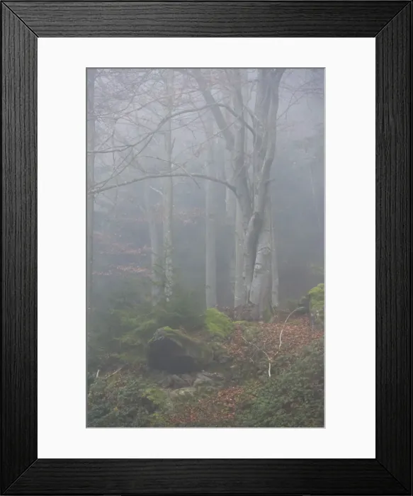 Framed Print : Bavarian Forest National Park, Bavaria, Germany, Europe Framed Print : Bavarian Forest National Park, Bavaria, Germany, Europe