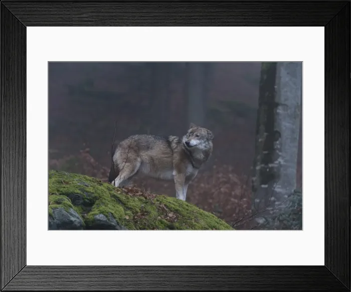 Framed Print : Gray wolf (Canis lupus), Bavarian Forest National Park, Bavaria, Germany, Europe Framed Print : Gray wolf (Canis lupus), Bavarian Forest National Park, Bavaria, Germany, Europe