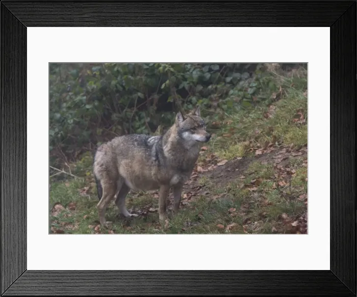 Framed Print : Gray wolf (Canis lupus), Bavarian Forest National Park, Bavaria, Germany, Europe Framed Print : Gray wolf (Canis lupus), Bavarian Forest National Park, Bavaria, Germany, Europe