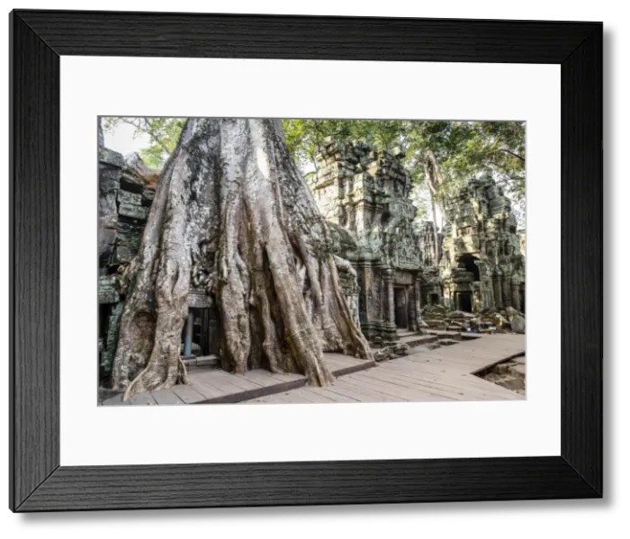 Framed Print : Ruins of the Ta Prohm Temple, Angkor, UNESCO World Heritage Site, Cambodia, Indochina, Southeast Asia, Asia Framed Print : Ruins of the Ta Prohm Temple, Angkor, UNESCO World Heritage Site, Cambodia, Indochina, Southeast Asia, Asia