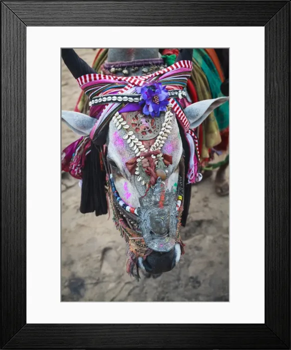 Framed Print : Decorated cow, Goa, India, Asia Framed Print : Decorated cow, Goa, India, Asia
