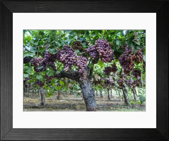 Framed Print : Red Globe grapes at a vineyard, San Joaquin Valley, California, United States of America, North America Framed Print : Red Globe grapes at a vineyard, San Joaquin Valley, California, United States of America, North America