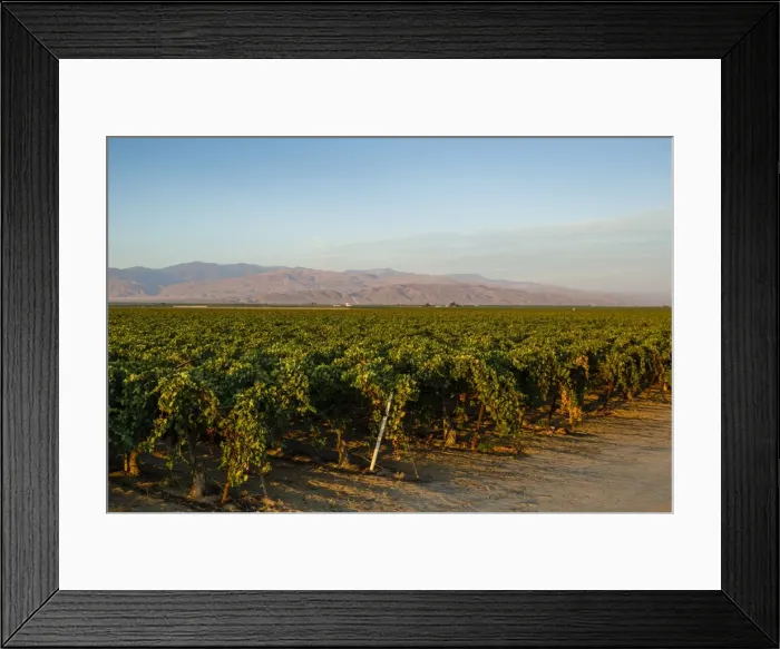 Framed Print : Vineyards in San Joaquin Valley, California, United States of America, North America Framed Print : Vineyards in San Joaquin Valley, California, United States of America, North America