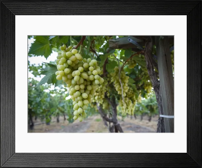 Framed Print : Grape at a vineyard in San Joaquin Valley, California, United States of America, North America Framed Print : Grape at a vineyard in San Joaquin Valley, California, United States of America, North America