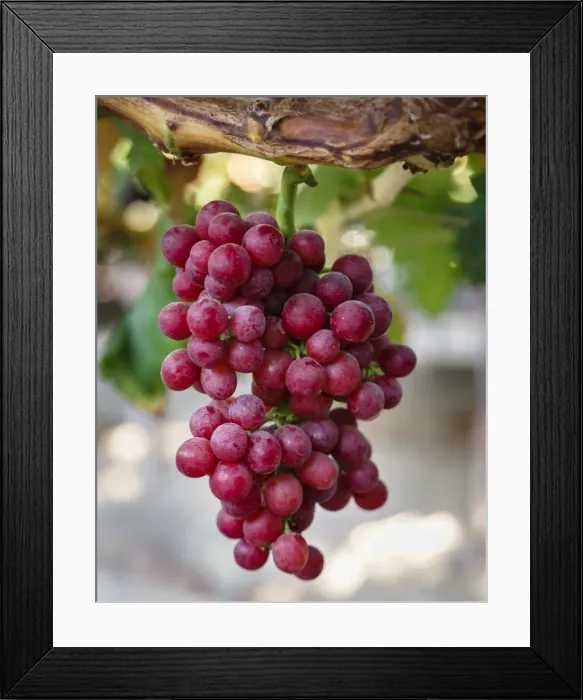 Framed Print : Grapes in San Joaquin Valley, California, United States of America, North America Framed Print : Grapes in San Joaquin Valley, California, United States of America, North America