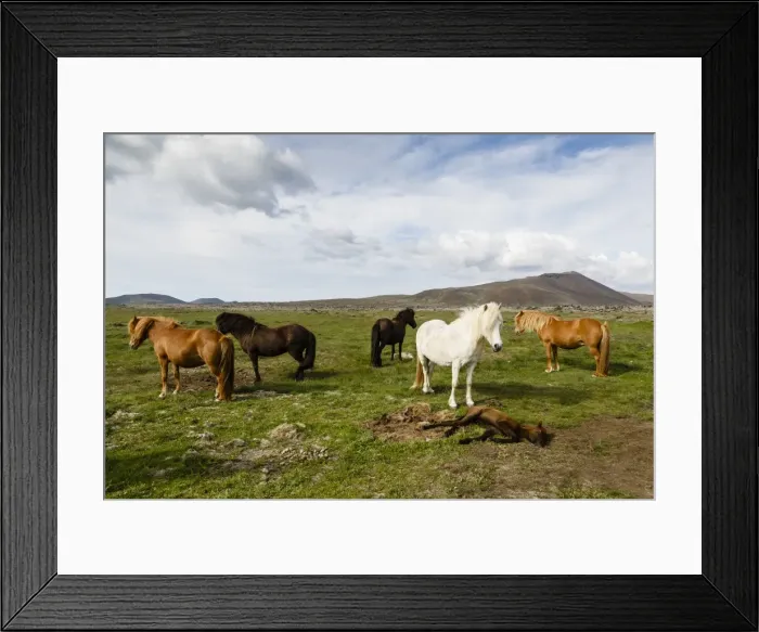 Framed Print : Wild horses, Reykjanes Peninsula, Iceland, Polar Regions Framed Print : Wild horses, Reykjanes Peninsula, Iceland, Polar Regions