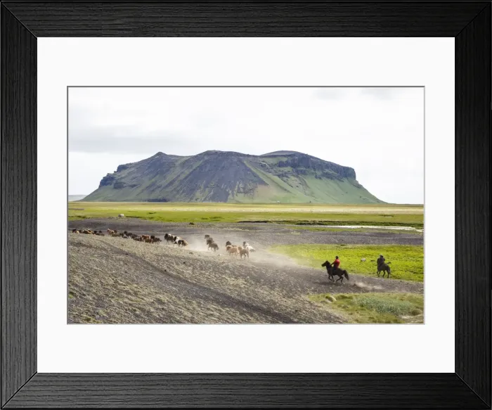 Framed Print : Wild horses running, South Iceland, Iceland, Polar Regions Framed Print : Wild horses running, South Iceland, Iceland, Polar Regions