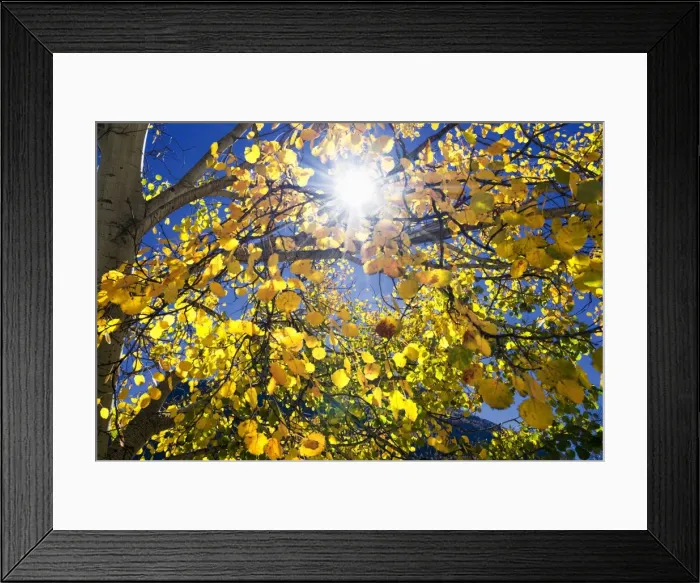 Framed Print : Sun through autumn leaves, Switzerland, Europe Framed Print : Sun through autumn leaves, Switzerland, Europe