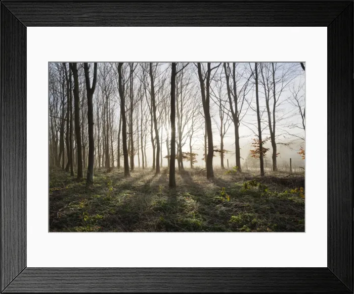 Framed Print : Misty wood in winter, Stow-on-the-Wold, Gloucestershire, Cotswolds, England, United Kingdom, Europe Framed Print : Misty wood in winter, Stow-on-the-Wold, Gloucestershire, Cotswolds, England, United Kingdom, Europe