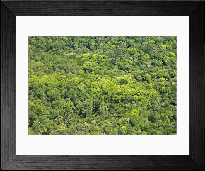 Framed Print : Aerial view of pristine rainforest canopy, Guyana, South America Framed Print : Aerial view of pristine rainforest canopy, Guyana, South America