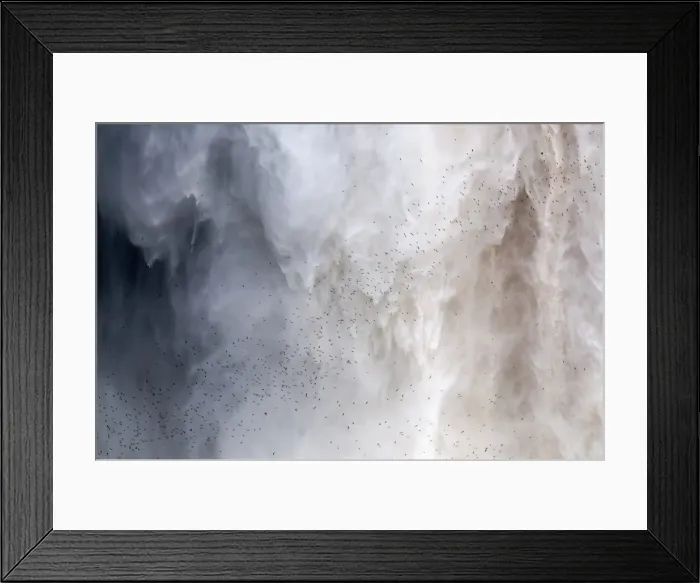 Framed Print : Flock of swifts flying to their roost behind the curtain of falling water of Kaieteur Falls, Guyana, South America Framed Print : Flock of swifts flying to their roost behind the curtain of falling water of Kaieteur Falls, Guyana, South America