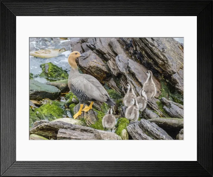 Framed Print : Adult female upland goose (Chloephaga picta leucoptera) with goslings at Carcass Island, Falkland Islands, U. K. Overseas Protectorate, South America Framed Print : Adult female upland goose (Chloephaga picta leucoptera) with goslings at Carcass Island, Falkland Islands, U. K. Overseas Protectorate, South America