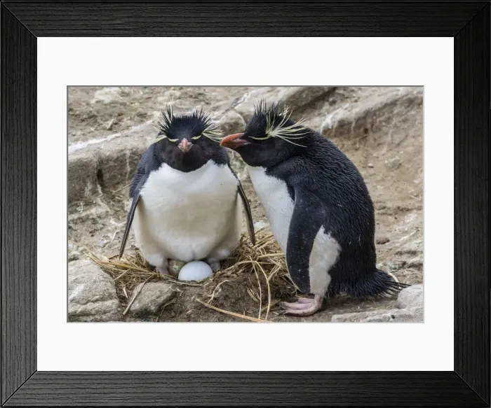 Framed Print : Adult rockhopper penguins (Eudyptes chrysocome) at nesting site on New Island, Falkland Islands, U. K. Overseas Protectorate, South America Framed Print : Adult rockhopper penguins (Eudyptes chrysocome) at nesting site on New Island, Falkland Islands, U. K. Overseas Protectorate, South America