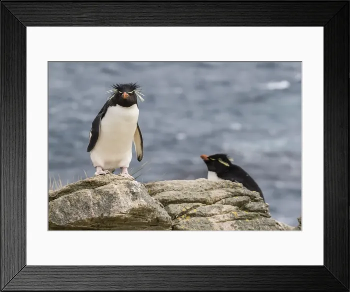 Framed Print : Adult rockhopper penguin (Eudyptes chrysocome) at nesting site on New Island, Falkland Islands, U. K. Overseas Protectorate, South America Framed Print : Adult rockhopper penguin (Eudyptes chrysocome) at nesting site on New Island, Falkland Islands, U. K. Overseas Protectorate, South America