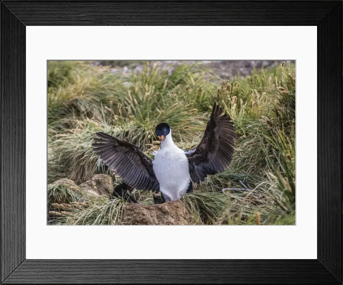 Framed Print : Adult imperial shag (Phalacrocorax atriceps) landing at nest site on New Island, Falkland Islands, U. K. Overseas Protectorate, South America Framed Print : Adult imperial shag (Phalacrocorax atriceps) landing at nest site on New Island, Falkland Islands, U. K. Overseas Protectorate, South America