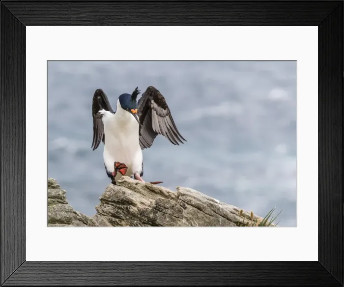 Framed Print : Adult imperial shag (Phalacrocorax atriceps) landing at nest site on New Island, Falkland Islands, U. K. Overseas Protectorate, South America Framed Print : Adult imperial shag (Phalacrocorax atriceps) landing at nest site on New Island, Falkland Islands, U. K. Overseas Protectorate, South America