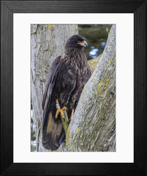 Framed Print : Adult striated caracara (Phalcoboenus australis), known locally as a Johnny Rook, Carcass Island, Falkland Islands, U. K. Overseas Protectorate Framed Print : Adult striated caracara (Phalcoboenus australis), known locally as a Johnny Rook, Carcass Island, Falkland Islands, U. K. Overseas Protectorate