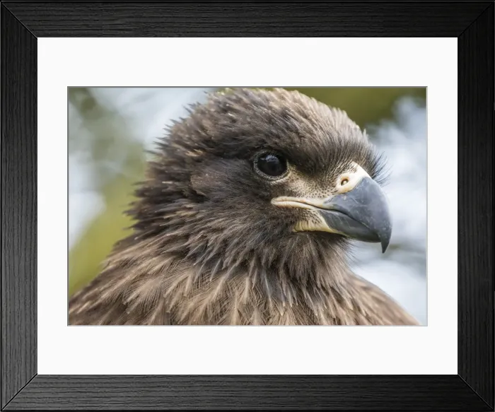 Framed Print : Carcass Island, Falkland Islands, U. K. Overseas Protectorate, South America Framed Print : Carcass Island, Falkland Islands, U. K. Overseas Protectorate, South America