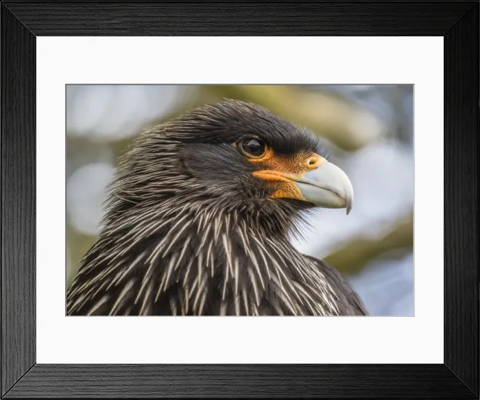 Framed Print : Adult striated caracara (Phalcoboenus australis), known locally as a Johnny Rook, Carcass Island, Falkland Islands, U. K. Overseas Protectorate, South America Framed Print : Adult striated caracara (Phalcoboenus australis), known locally as a Johnny Rook, Carcass Island, Falkland Islands, U. K. Overseas Protectorate, South America