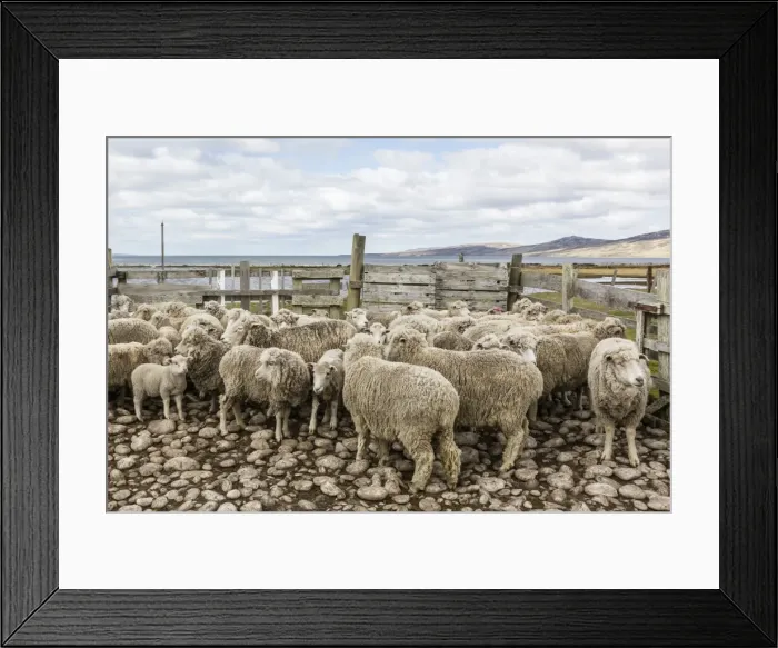 Framed Print : Sheep waiting to be shorn at Long Island Sheep Farms, outside Stanley, Falkland Islands, U. K. Overseas Protectorate, South America Framed Print : Sheep waiting to be shorn at Long Island Sheep Farms, outside Stanley, Falkland Islands, U. K. Overseas Protectorate, South America