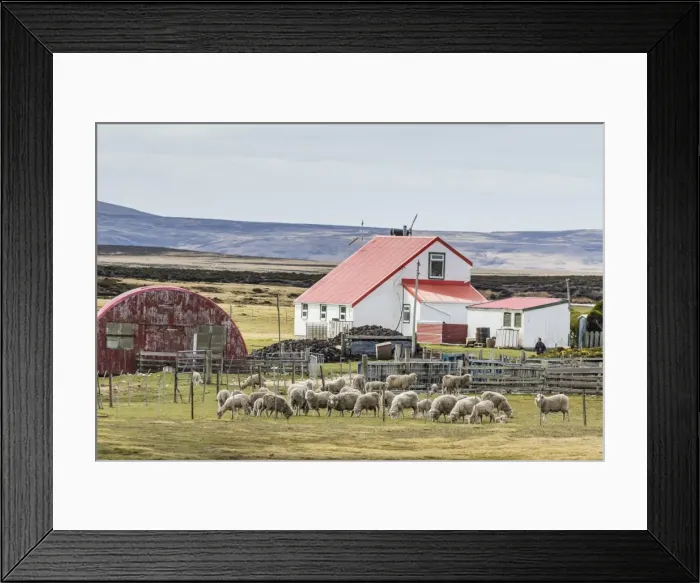 Framed Print : Sheep waiting to be shorn at Long Island sheep Farms, outside Stanley, Falkland Islands, U. K. Overseas Protectorate, South America Framed Print : Sheep waiting to be shorn at Long Island sheep Farms, outside Stanley, Falkland Islands, U. K. Overseas Protectorate, South America