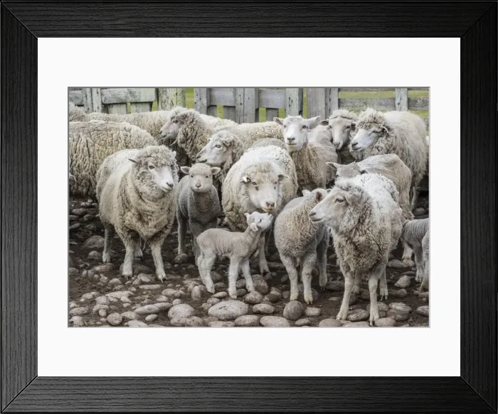 Framed Print : Sheep waiting to be shorn at Long Island sheep Farms, outside Stanley, Falkland Islands, U. K. Overseas Protectorate, South America Framed Print : Sheep waiting to be shorn at Long Island sheep Farms, outside Stanley, Falkland Islands, U. K. Overseas Protectorate, South America