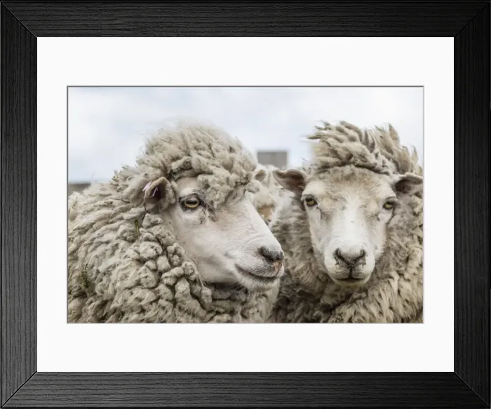 Framed Print : Sheep waiting to be shorn at Long Island sheep Farms, outside Stanley, Falkland Islands, South America Framed Print : Sheep waiting to be shorn at Long Island sheep Farms, outside Stanley, Falkland Islands, South America