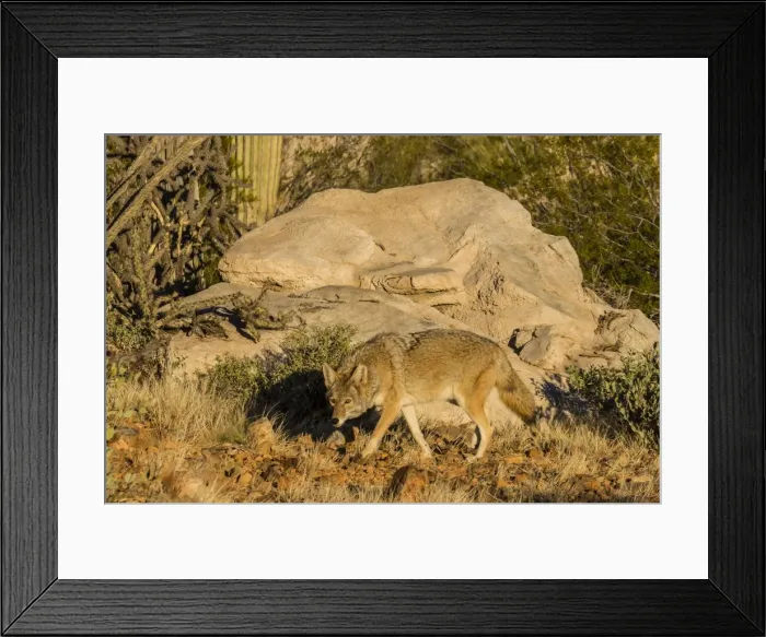 Framed Print : Adult captive coyote (Canis latrans) at the Arizona Sonora Desert Museum, Tucson, Arizona, United States of America, North America Framed Print : Adult captive coyote (Canis latrans) at the Arizona Sonora Desert Museum, Tucson, Arizona, United States of America, North America