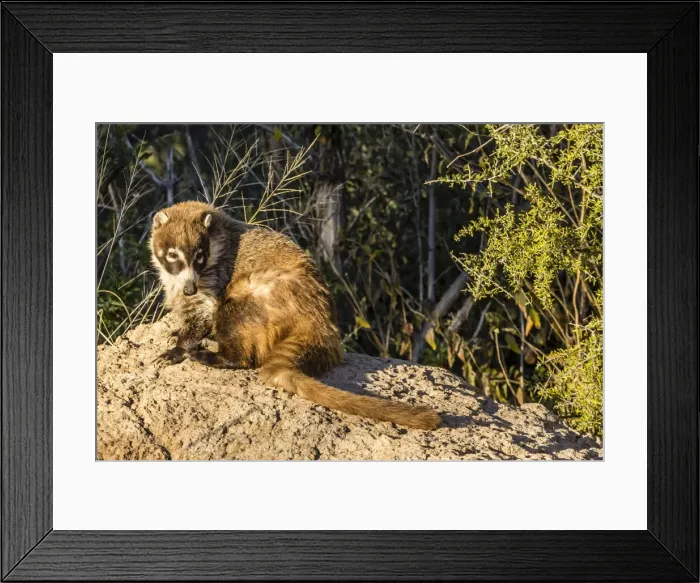 Framed Print : Adult captive coatimundi (Nasua nasua) at the Arizona Sonora Desert Museum, Tucson, Arizona, United States of America, North America Framed Print : Adult captive coatimundi (Nasua nasua) at the Arizona Sonora Desert Museum, Tucson, Arizona, United States of America, North America