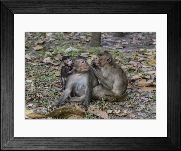 Framed Print : Long-tailed macaques (Macaca fascicularis) grooming near Angkor Thom, Siem Reap, Cambodia, Indochina, Southeast Asia, Asia Framed Print : Long-tailed macaques (Macaca fascicularis) grooming near Angkor Thom, Siem Reap, Cambodia, Indochina, Southeast Asia, Asia