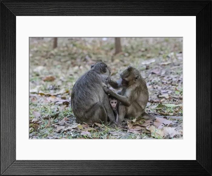 Framed Print : Long-tailed macaques (Macaca fascicularis)grooming near Angkor Thom, Siem Reap, Cambodia, Indochina, Southeast Asia, Asia Framed Print : Long-tailed macaques (Macaca fascicularis)grooming near Angkor Thom, Siem Reap, Cambodia, Indochina, Southeast Asia, Asia