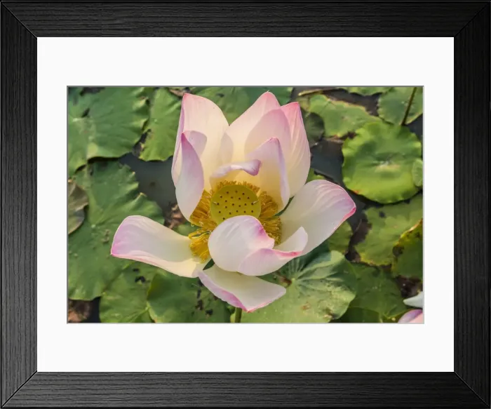 Framed Print : Lotus flower (Nelumbo nucifera), near the village of Kampong Tralach, Cambodia, Indochina, Southeast Asia, Asia Framed Print : Lotus flower (Nelumbo nucifera), near the village of Kampong Tralach, Cambodia, Indochina, Southeast Asia, Asia