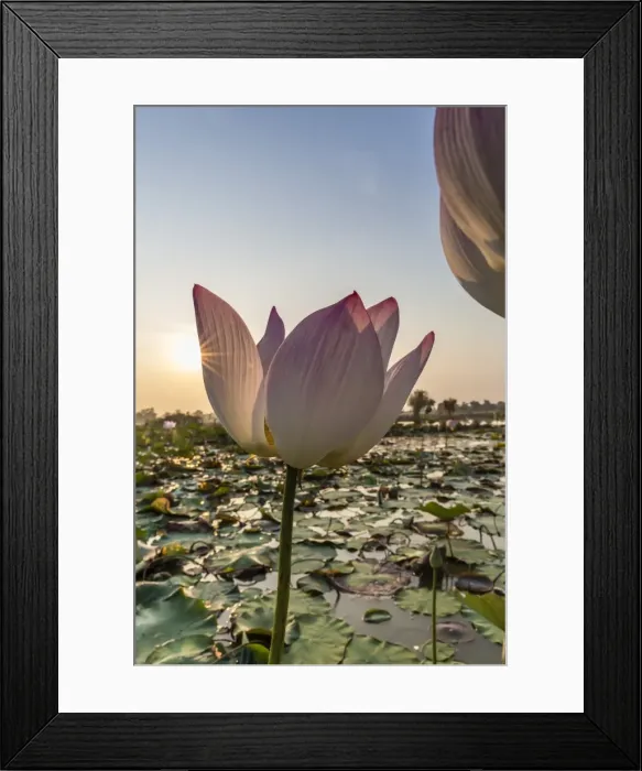 Framed Print : Lotus flower (Nelumbo nucifera), near the village of Kampong Tralach, Cambodia, Indochina, Southeast Asia, Asia Framed Print : Lotus flower (Nelumbo nucifera), near the village of Kampong Tralach, Cambodia, Indochina, Southeast Asia, Asia