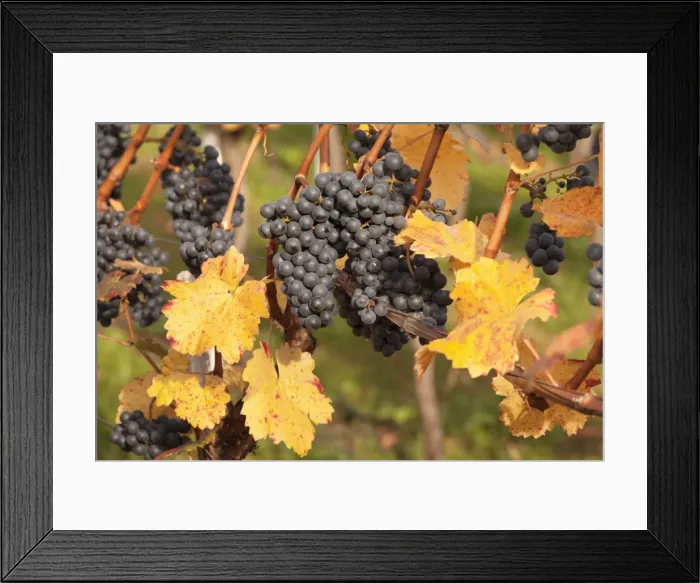 Framed Print : Red wine grapes, autumn, Uhlbach, Baden Wurttemberg, Germany, Europe Framed Print : Red wine grapes, autumn, Uhlbach, Baden Wurttemberg, Germany, Europe