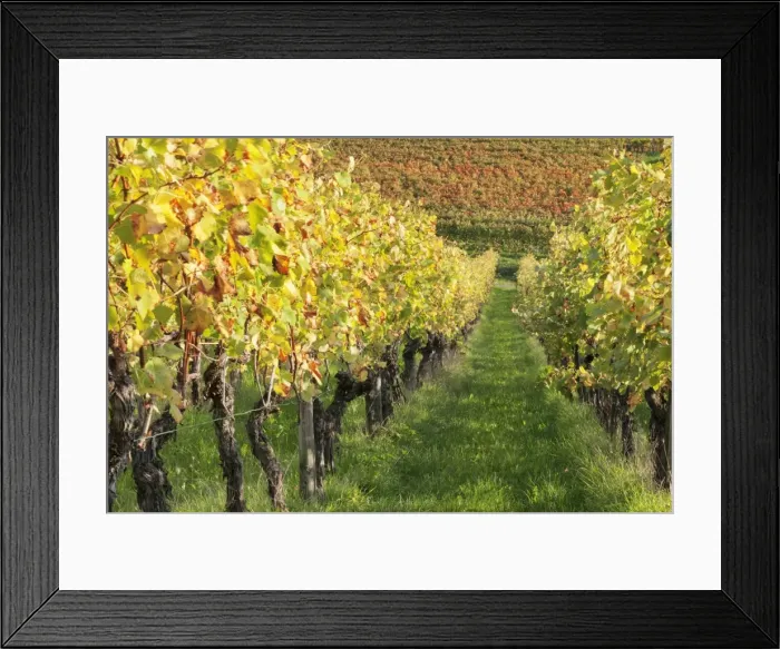Framed Print : Vineyards in autumn, Uhlbach, Baden Wurttemberg, Germany, Europe Framed Print : Vineyards in autumn, Uhlbach, Baden Wurttemberg, Germany, Europe
