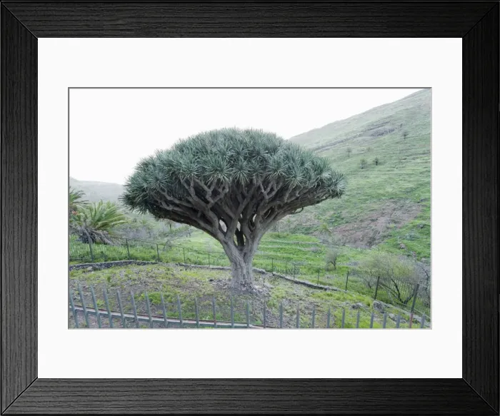 Framed Print : Dragon tree (Drago de Agalan) (Dracaena draco), near Alajero, La Gomera, Canary Islands, Spain, Europe