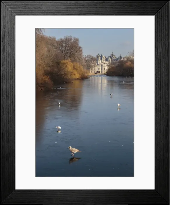 Framed Print : Sea birds (gulls) on ice covered frozen lake with Westminster backdrop in winter, St. Jamess Park, London, England, United Kingdom, Europe Framed Print : Sea birds (gulls) on ice covered frozen lake with Westminster backdrop in winter, St. Jamess Park, London, England, United Kingdom, Europe