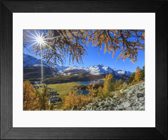 Framed Print : The sun shines through the branches of larch trees overlooking the village of Sils im Engadin with its famous lake, Engadine, Graubunden, Swiss Alps, Switzerland, Europe Framed Print : The sun shines through the branches of larch trees overlooking the village of Sils im Engadin with its famous lake, Engadine, Graubunden, Swiss Alps, Switzerland, Europe