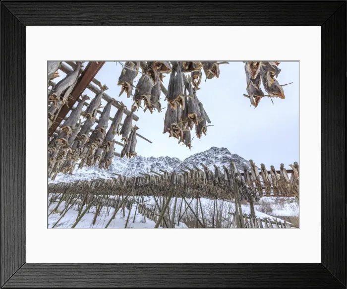 Framed Print : Codfish, the main product of the Lofoten Islands exposed to dry to the sun and air, Hamnoy, Lofoten Islands, Arctic, Norway, Scandinavia, Europe Framed Print : Codfish, the main product of the Lofoten Islands exposed to dry to the sun and air, Hamnoy, Lofoten Islands, Arctic, Norway, Scandinavia, Europe