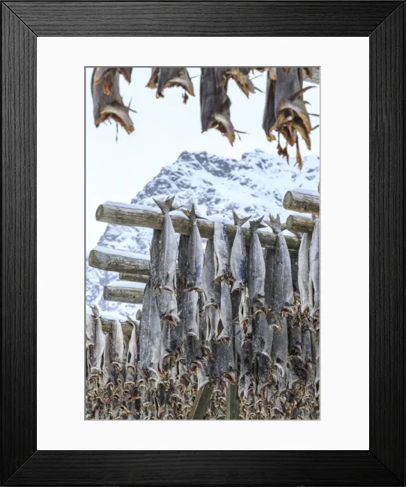 Framed Print : Codfish exposed to dry to the cool air and sun in the Lofoten Islands, Arctic, Norway, Scandinavia, Europe Framed Print : Codfish exposed to dry to the cool air and sun in the Lofoten Islands, Arctic, Norway, Scandinavia, Europe