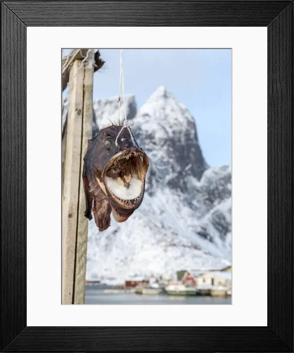 Framed Print : Big codfish exposed to protect the structures used for drying this precious product which is exported all over the world from the Lofoten Islands, Arctic, Norway, Scandinavia, Europe Framed Print : Big codfish exposed to protect the structures used for drying this precious product which is exported all over the world from the Lofoten Islands, Arctic, Norway, Scandinavia, Europe