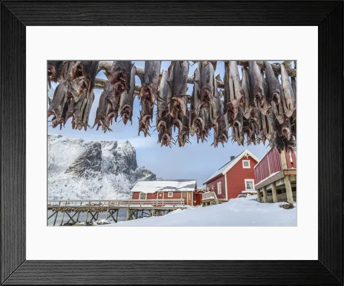 Framed Print : Codfish, typical product of the Lofoten Islands exported all over the world after being dried outdoors. Hamnoy, Lofoten Islands, Arctic, Norway, Scandinavia, Europe Framed Print : Codfish, typical product of the Lofoten Islands exported all over the world after being dried outdoors. Hamnoy, Lofoten Islands, Arctic, Norway, Scandinavia, Europe