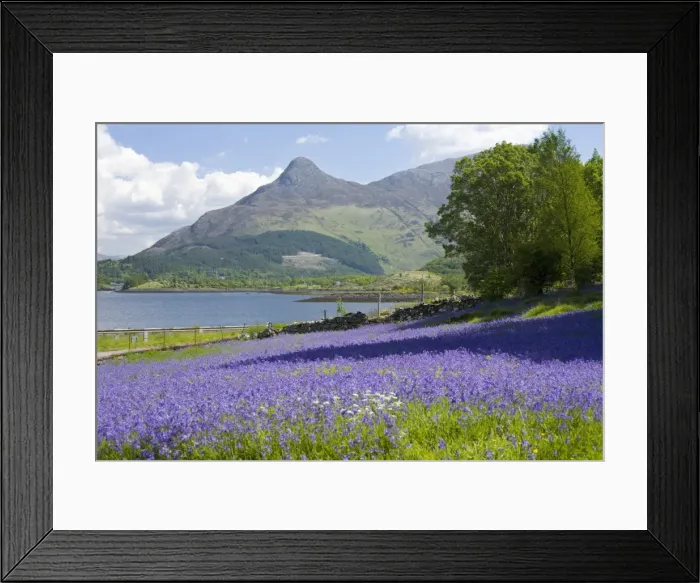 Framed Print : Wild bluebells (Hyacinthoides non-scripta) beside Loch Leven, the Pap of Glencoe beyond, Ballachulish, Highland, Scotland, United Kingdom, Europe Framed Print : Wild bluebells (Hyacinthoides non-scripta) beside Loch Leven, the Pap of Glencoe beyond, Ballachulish, Highland, Scotland, United Kingdom, Europe
