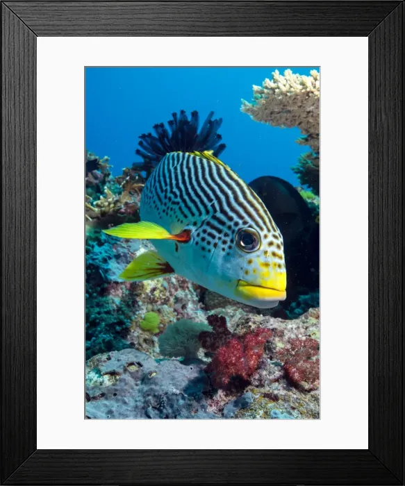 Framed Print : Striped sweetlips (diagonal banded sweetlips) (Plectorhinchus lineatus), North Ribbon Reef, Great Barrier Reef, UNESCO World Heritage Site, Queensland, Australia, Pacific Framed Print : Striped sweetlips (diagonal banded sweetlips) (Plectorhinchus lineatus), North Ribbon Reef, Great Barrier Reef, UNESCO World Heritage Site, Queensland, Australia, Pacific