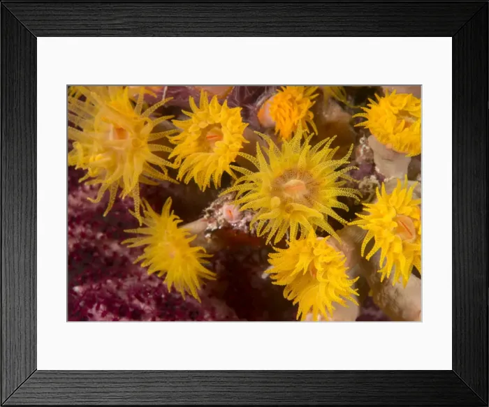 Framed Print : Cave coral (Tubastrea sp. ) (Dendrophyllidae) polyps extended and feeding at night, Queensland, Australia, Pacific Framed Print : Cave coral (Tubastrea sp. ) (Dendrophyllidae) polyps extended and feeding at night, Queensland, Australia, Pacific