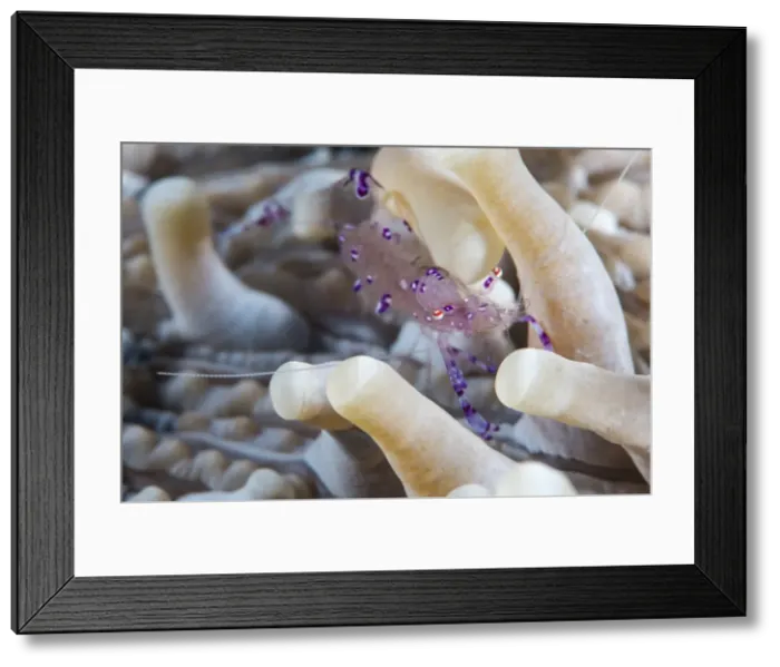 Framed Print : Anemone shrimp (Periclimenes holthuisi) in the tentacles of its host anemome, Queensland, Australia, Pacific Framed Print : Anemone shrimp (Periclimenes holthuisi) in the tentacles of its host anemome, Queensland, Australia, Pacific