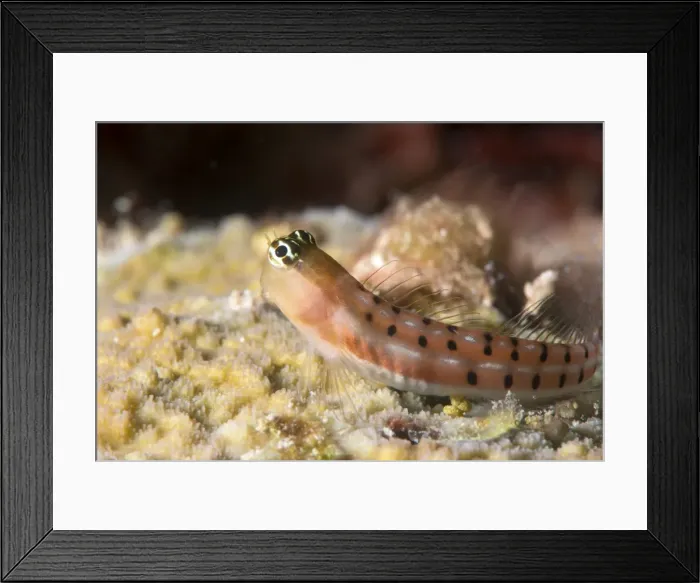 Framed Print : Blenny (Ecsenius sp. ), Queensland, Australia, Pacific Framed Print : Blenny (Ecsenius sp. ), Queensland, Australia, Pacific